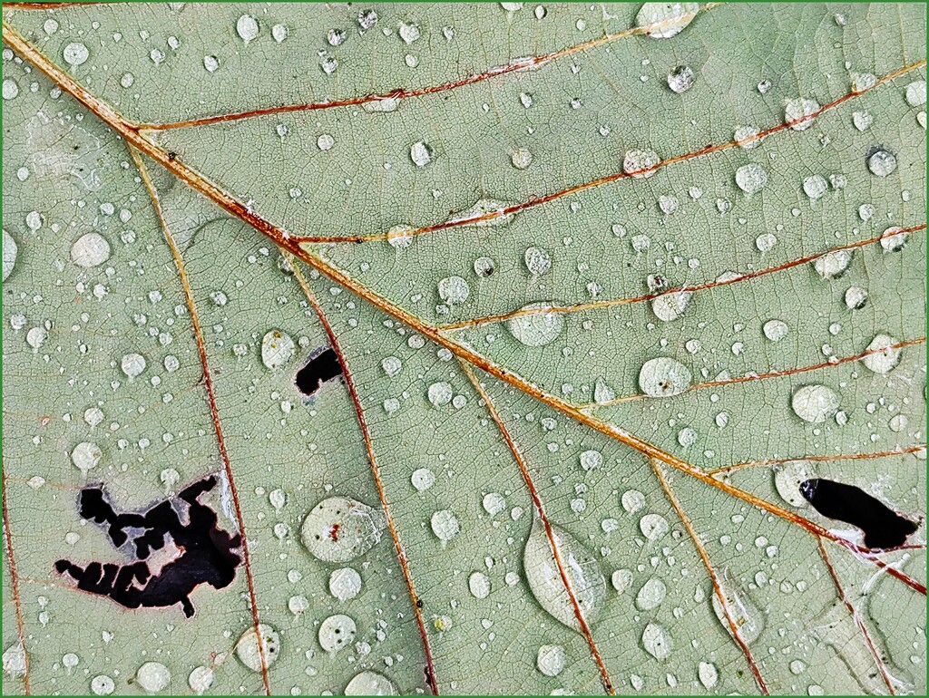 Dew Drop In Sometime by olivetreeann
