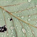 Dew Drop In Sometime by olivetreeann