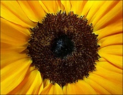 11th Aug 2023 - Sunflower Burst