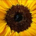 Sunflower Burst by olivetreeann
