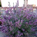 Blooming sage plant by stownsend