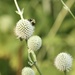 Rattlesnake master and pollinators  by mltrotter