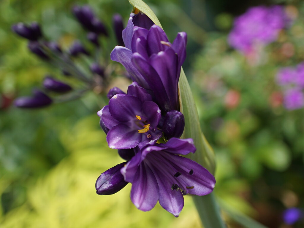 agapanthus 'poppin' purple' by quietpurplehaze