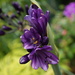 agapanthus 'poppin' purple' by quietpurplehaze