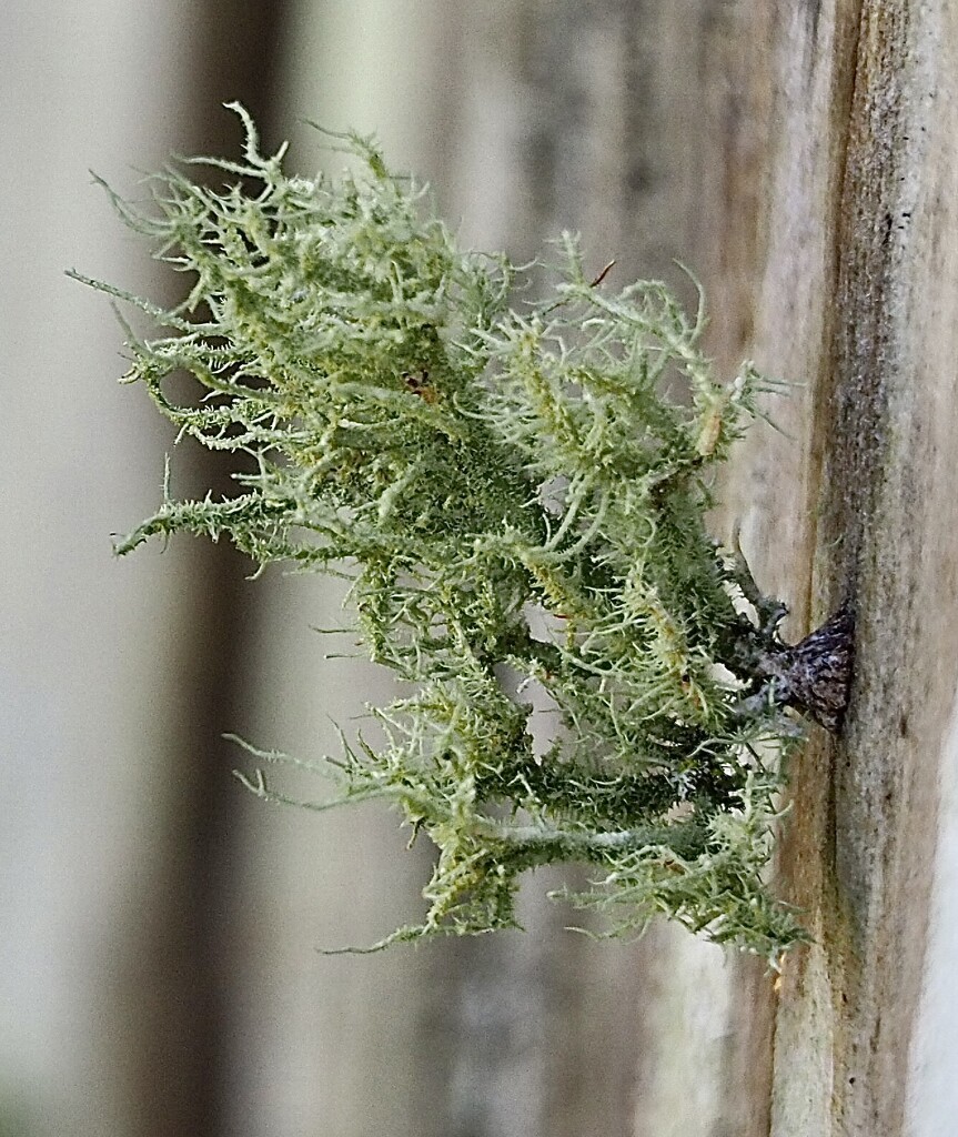 Spanish moss growing on a fence  by Dawn
