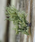 12th Aug 2023 - Spanish moss growing on a fence 