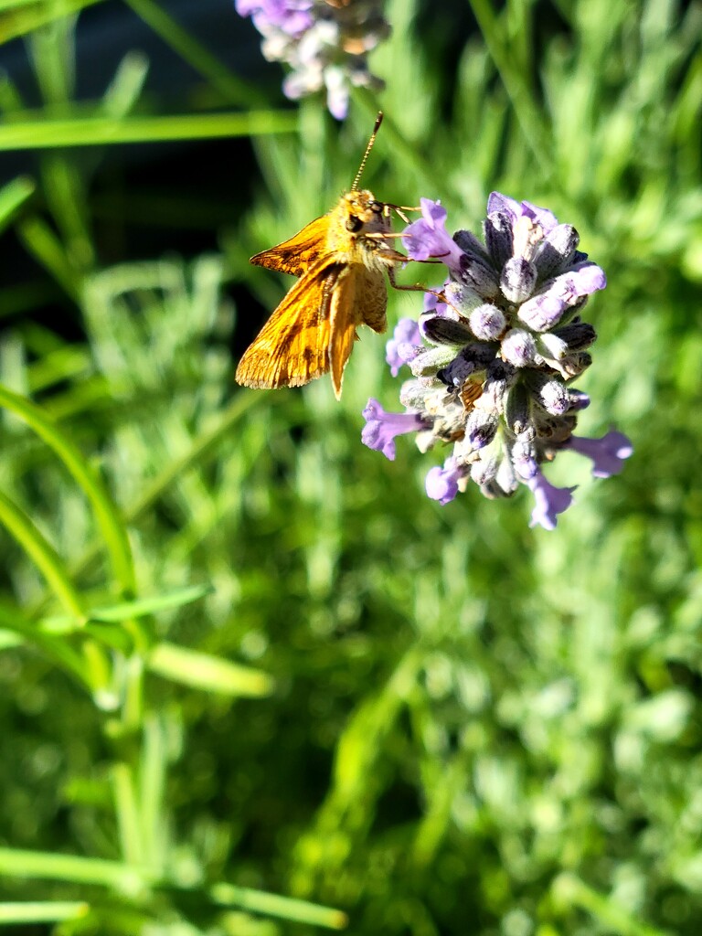 Little Butterfly by kimmer50