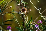 12th Aug 2023 - Queen of the Weeds