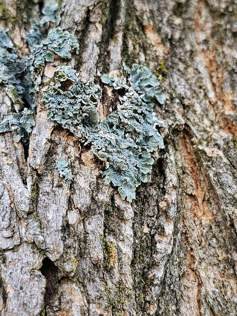 Bark heart by edorreandresen