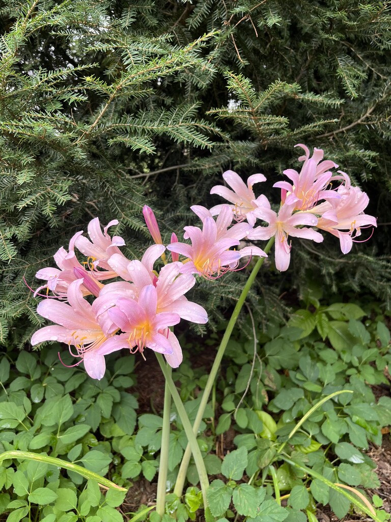 “Naked ladies” Lilies by beckyk365