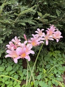 10th Aug 2023 - “Naked ladies” Lilies