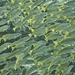 Blue strip snappers by wh2021