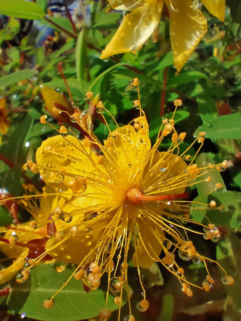 Close up: Yellow flower by jeneurell