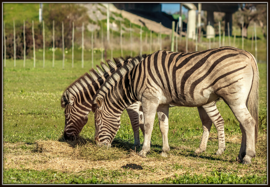 Grazing in two's by ludwigsdiana