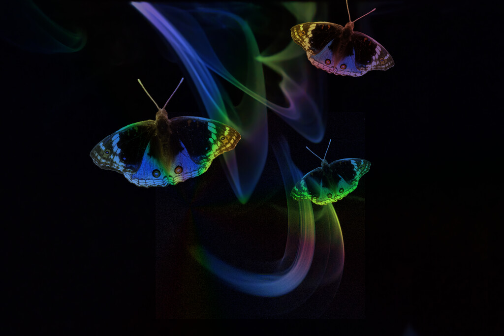 Butterfly fantasy by dkbarnett