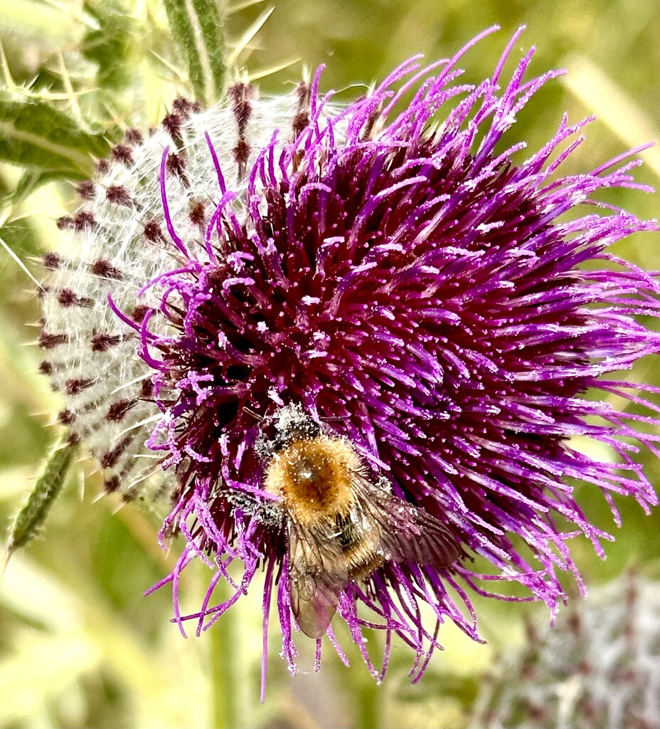 Thistle and a bee by pamknowler