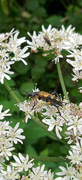 12th Aug 2023 - Longhorn Beetle 
