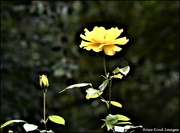 12th Aug 2023 - The yellow rose of Texas