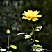 The yellow rose of Texas by rosiekind
