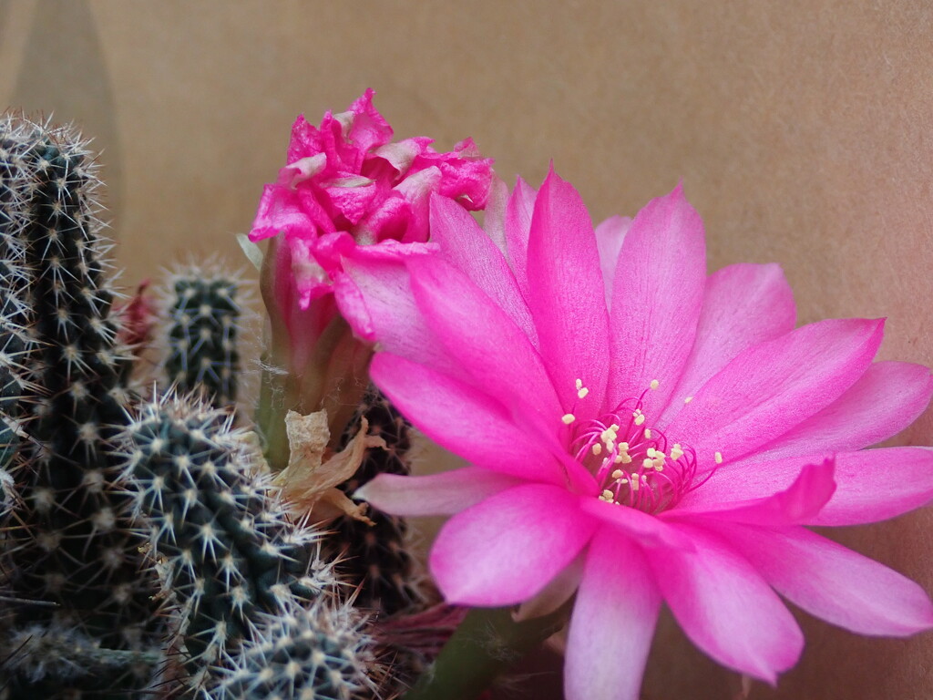 Cactus flower by speedwell