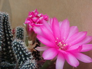 23rd Jun 2023 - Cactus flower