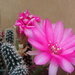 Cactus flower by speedwell