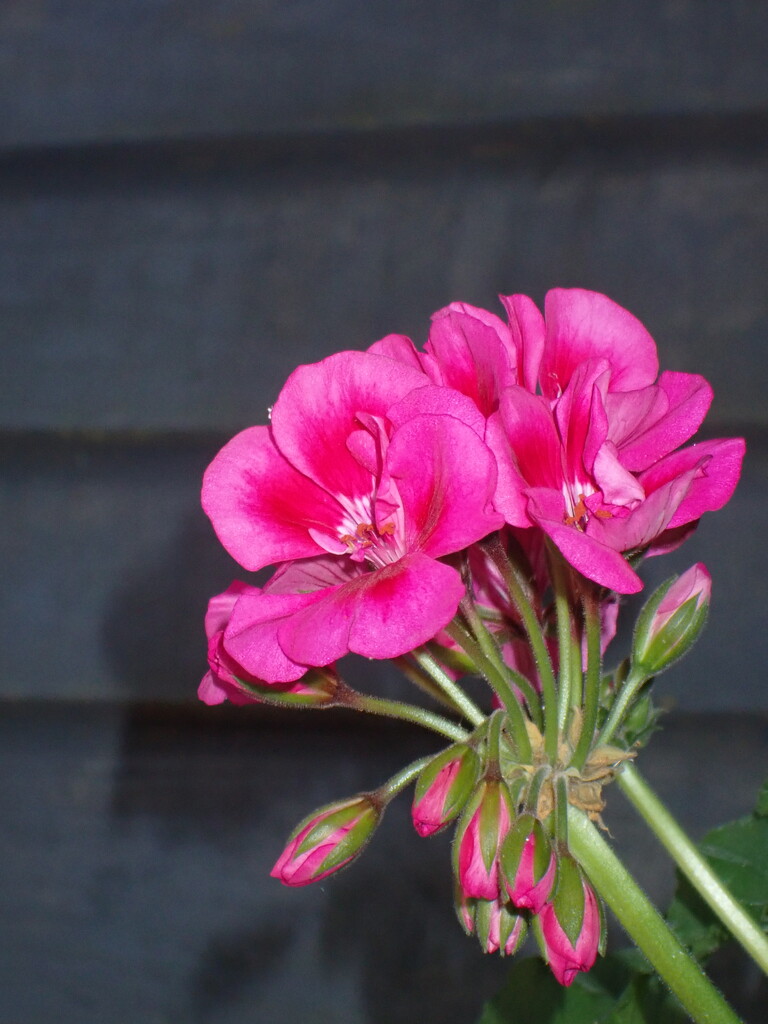 Vivid pink outside by speedwell