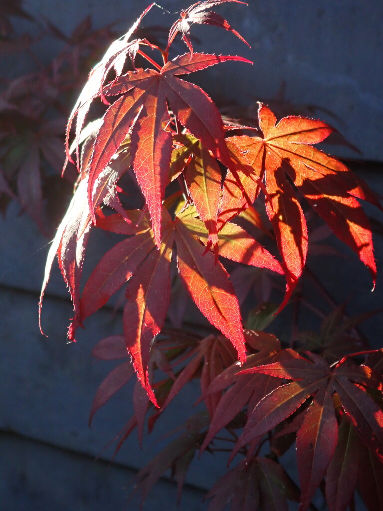 Flaming Acer by speedwell