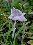 12th Aug 2023 - Toadstool