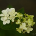 Tiny Blooms by cindymc