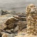 Limestone Rocks by radiogirl