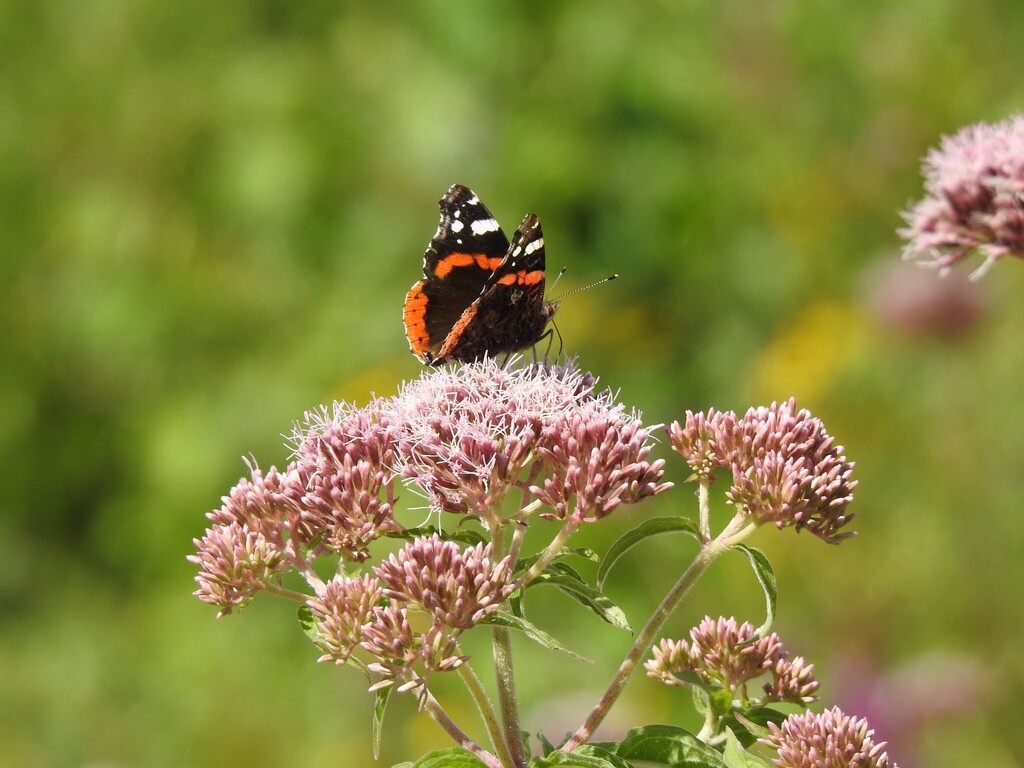 Red Admiral on Hemp Agrimony by susiemc