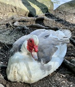 12th Aug 2023 - Muscovy duck
