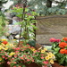 Summer deck flowers by lisab514