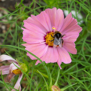11th Aug 2023 - bee on cosmos