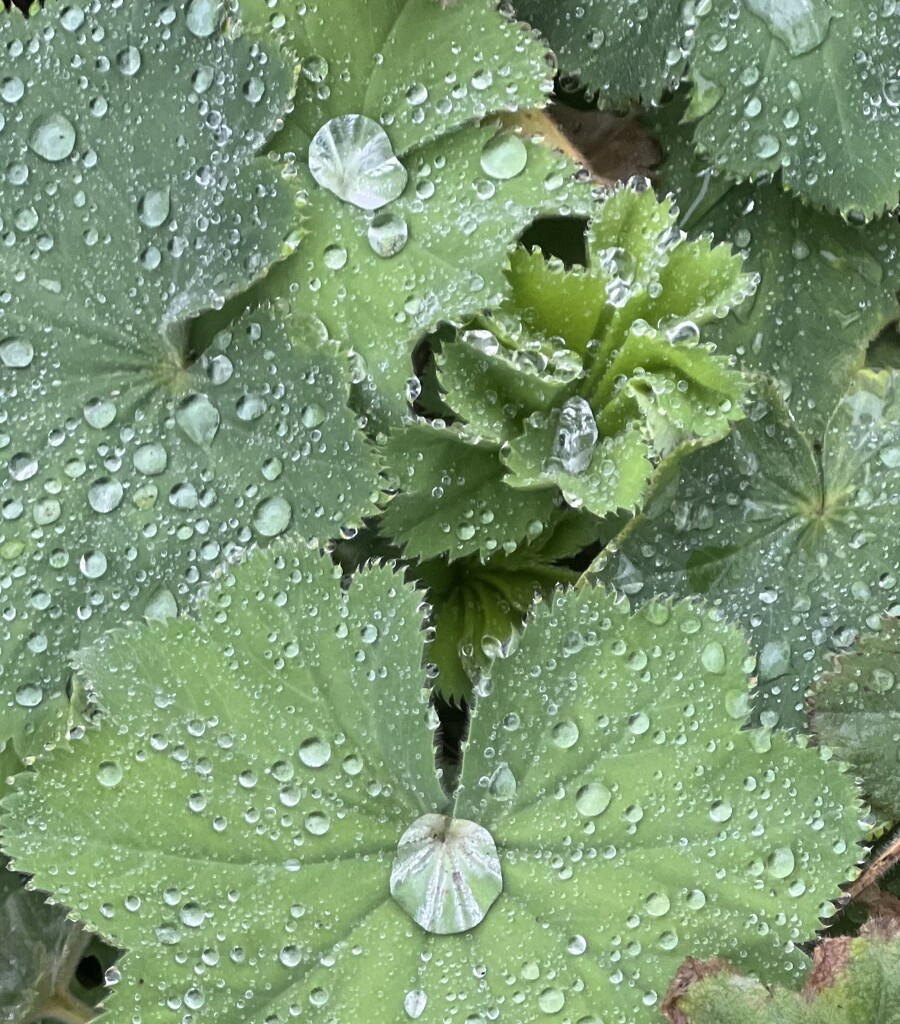 Lady’s Mantle after the Rain by radiogirl
