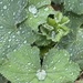 Lady’s Mantle after the Rain by radiogirl