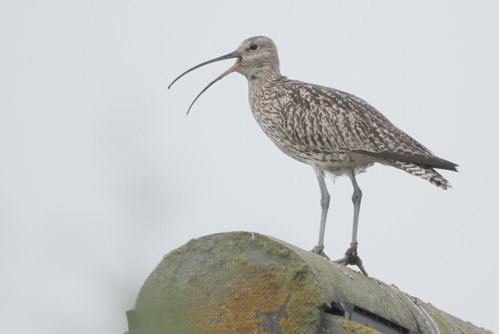 Rooftop Curlew by lifeat60degrees