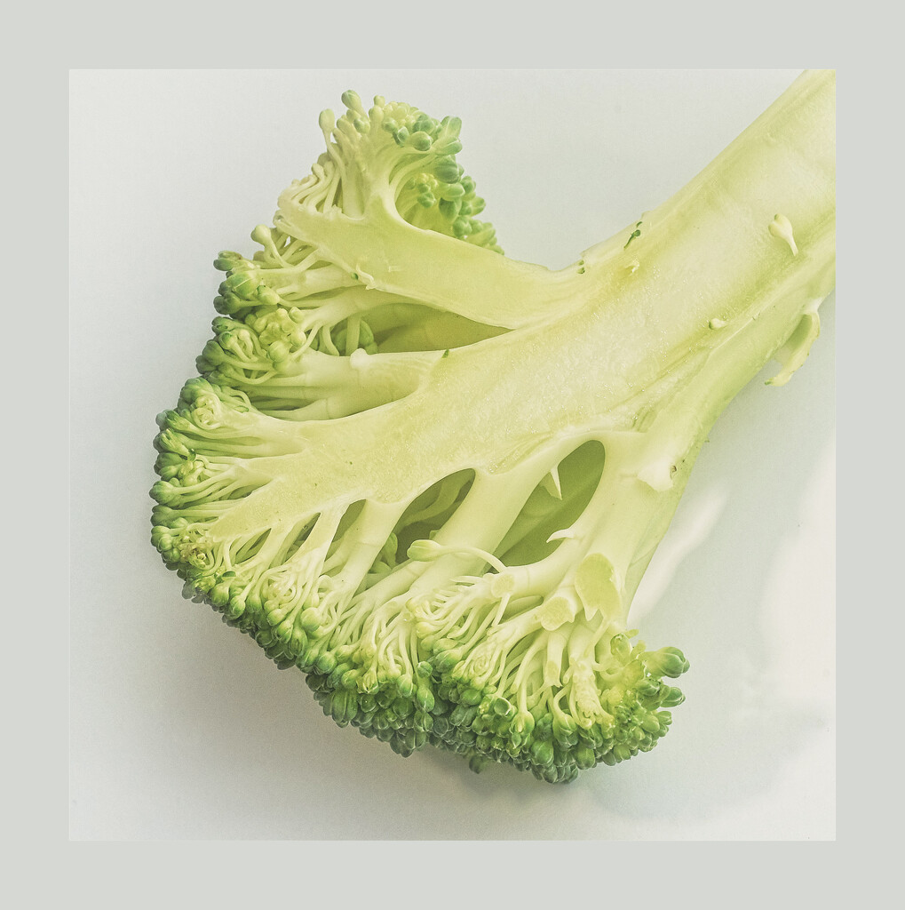 Broccoli  by gardencat