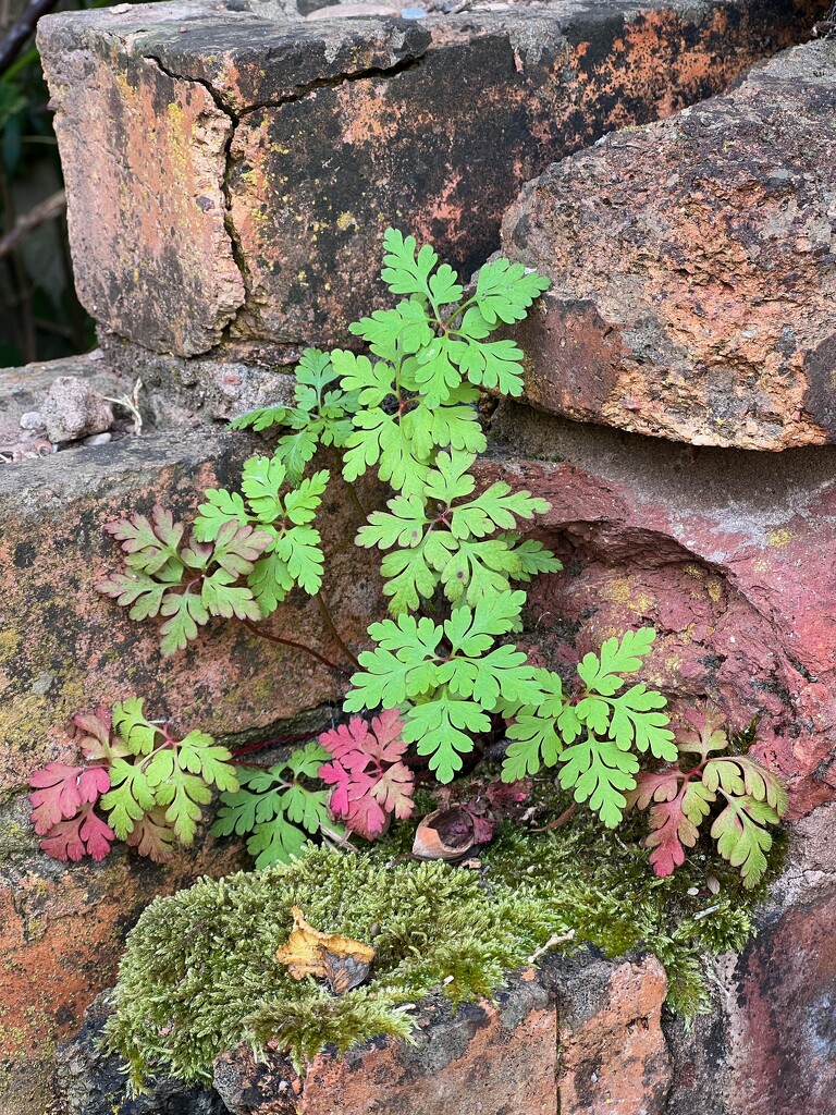 12 Herb Robert by marshwader