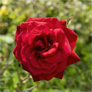 12th Aug 2023 - Red Rose
