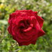 Red Rose by pcoulson