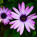 Lavender Daisy ~ by happysnaps