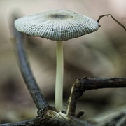 12th Aug 2023 - Deer mushroom