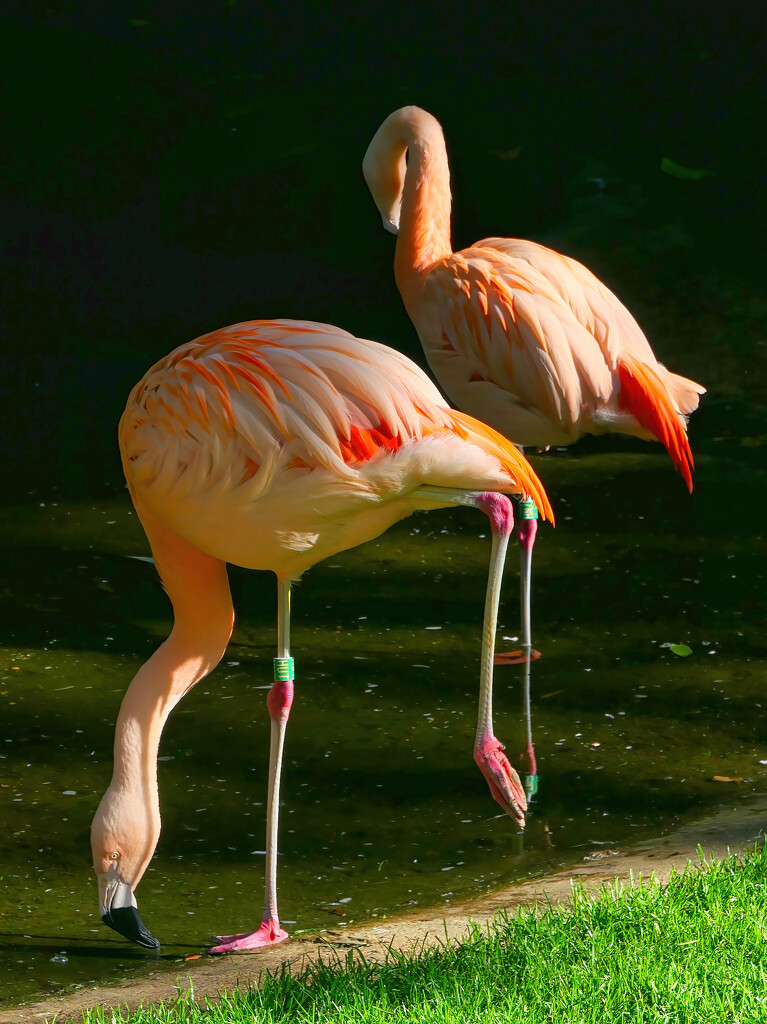 Chilean Flamingo by gaf005