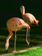 12th Aug 2023 - Chilean Flamingo