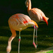 Chilean Flamingo by gaf005