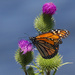 monarch on thistle by rminer