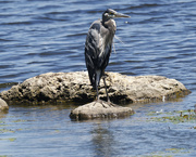 12th Aug 2023 - great blue heron