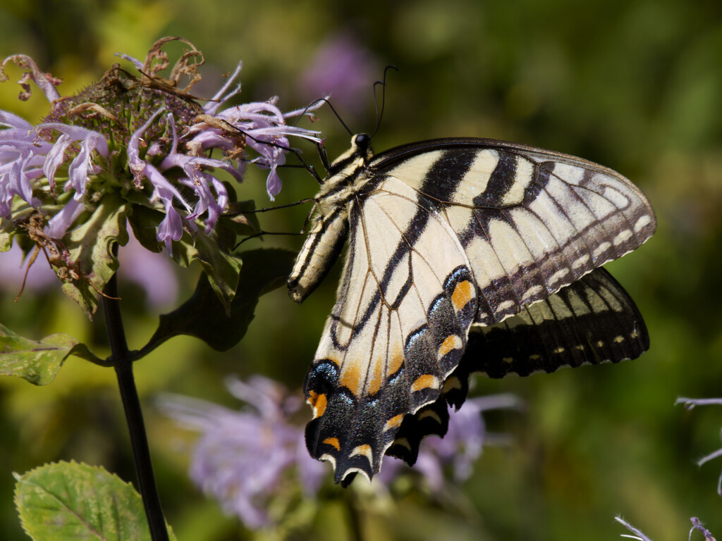 Eastern tiger swallowtail  by rminer